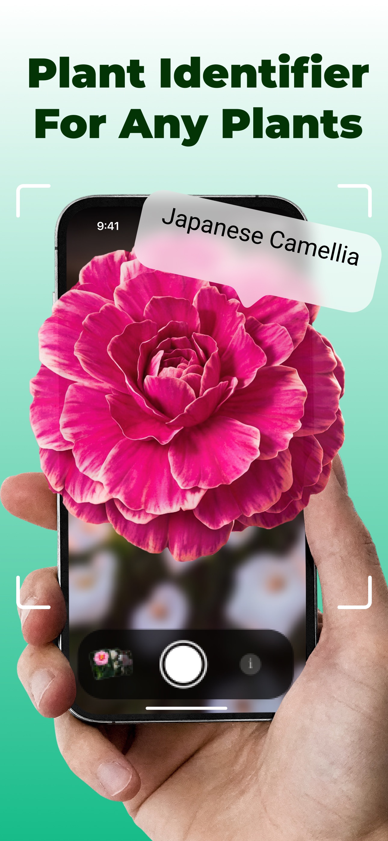Plantico plant identifier app identifying a Japanese Camellia flower from a photo on iPhone