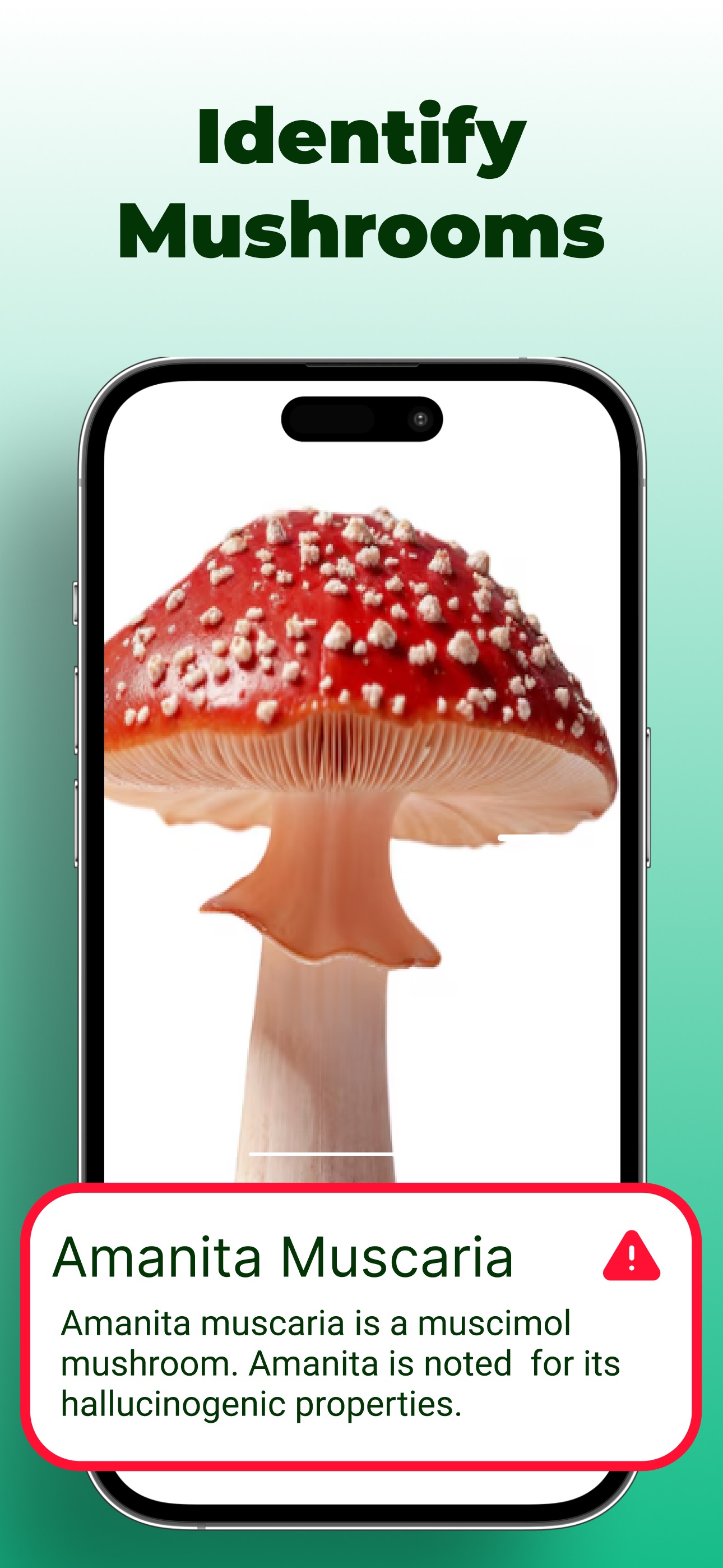 Mushroom identifier recognizing Amanita muscaria with a toxicity warning